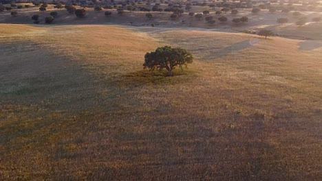 Luftaufnahme-In-Zeitlupe-Von-Alentejo---Portugal:-Goldene-Weizenwellen-Tanzen-Inmitten-Raschelnder-Bäume