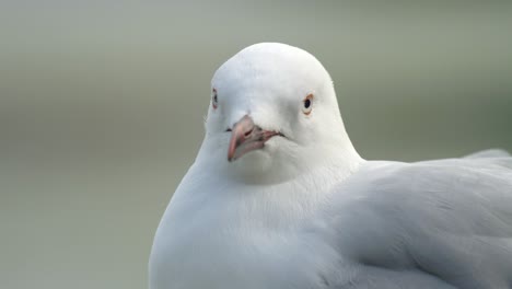 Extreme-close-up-of-a-Red-billed-Gull-in-New-Zealand