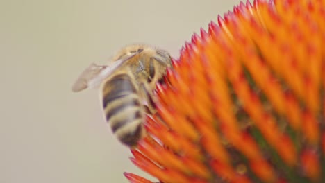Extreme-Macro-Of-A-honey-Bee-Drinking-Nectar-On-Coneflower-Head