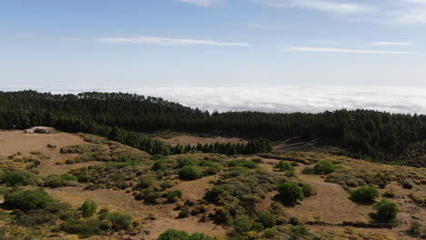 Aerial-view-traveling-in-over-large-canary-pine-forest-on-a-sunny-day-on-the-island-of-Gran-Canaria
