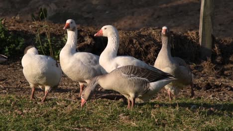 Domestic-geese-feeding-and-resting-at-the-end-of-the-day