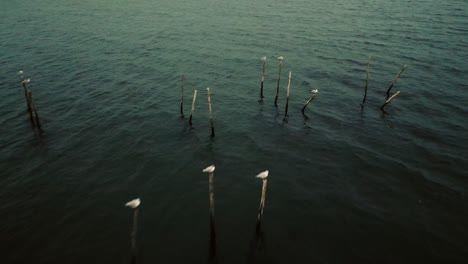 Vögel-Sitzen-Bei-Sonnenuntergang-Auf-Pfählen-Im-Meer