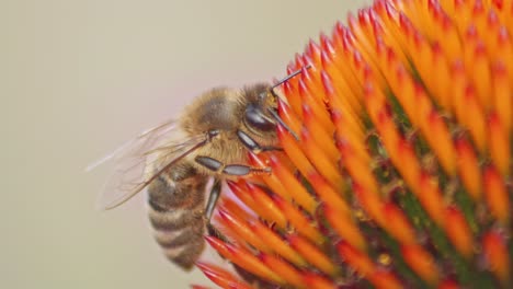 Makroaufnahme-Einer-Honigbiene,-Die-Nektar-Auf-Dem-Kopf-Einer-Sonnenhut-Trinkt