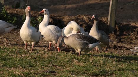 Domestic-geese-foraging-and-resting
