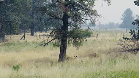 Two-fawns-move-through-summer-wildfire-smoke-in-Central-Oregon
