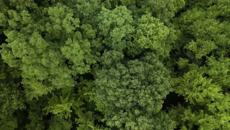 Riesiger-Wald-Mit-Grünen-Bäumen-Im-Sommer-In-Der-Appalachen-Bergkette,-Aufsteigende-Luftaufnahme