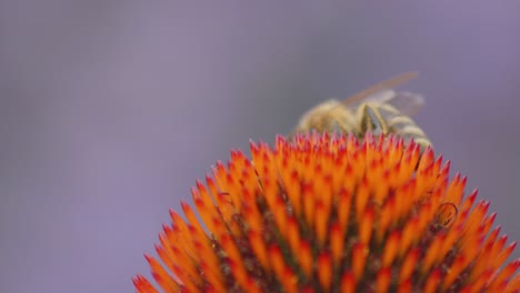 Macro-shot-Of-A-wild-Bee-Drinking-Nectar-On-Coneflower-Head