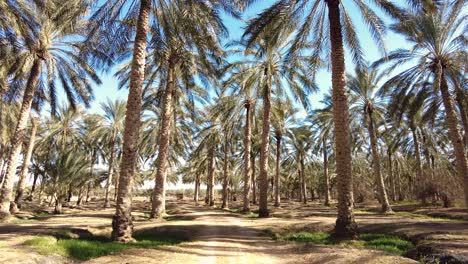 Plantación-De-Palmeras-Datileras-Deglet-Nour-Con-Rayos-De-Sol-En-La-Región-De-Biskra-Argelia