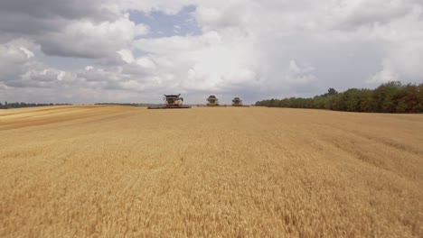 Low-altitude-flight-over-three-combine-harvesters-collecting-golden-wheat-during-harvest-season