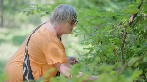Ältere-Dicke-Frauen-Mit-Grauen-Haaren-Und-Orangefarbenem-T-Shirt-Pflücken-An-Einem-Heißen-Sommertag-Inmitten-Eines-Grünen-Waldes-In-Zeitlupe-Waldfrüchte