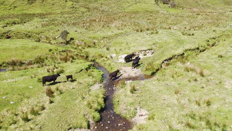 Following-a-family-of-black-cows-as-they-cross-a-stream-on-a-farm