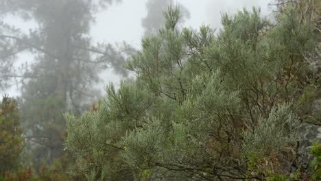 Thick-fog-along-the-trees-in-the-mountains-with-low-visibility,-handheld-dynamic-closeup