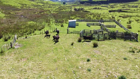 Flying-around-a-herd-of-black-cows-standing-next-to-some-stock-yards-before-running-away