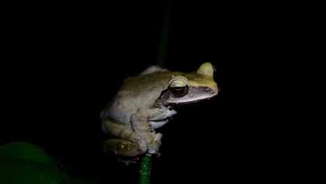 Light-turns-on-and-off-revealing-this-from-deep-in-the-night-in-the-forest,-Common-Tree-Frog-Polypedates-leucomystax,-Thailand