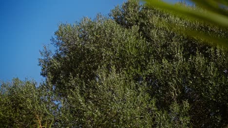 Silhouette-large-tree-and-leaves-blow-with-sky-background