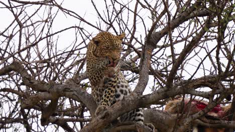 Una-Toma-De-ángulo-Bajo-De-Un-Leopardo-En-Un-árbol-Limpiándose-Después-De-Comerse-Un-Animal-Salvaje