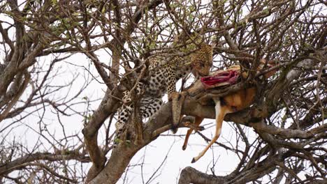 Eine-Aufnahme-Aus-Einem-Niedrigen-Winkel-Eines-Leoparden,-Der-Auf-Einem-Trockenen-Baum-Ein-Totes-Wildtier-Erbeutet