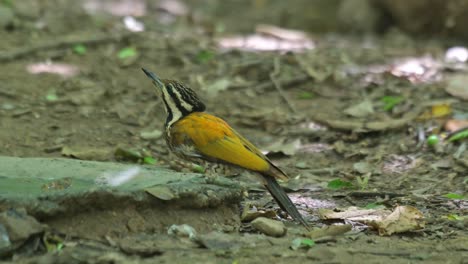 Seen-drinking-water-from-a-birdbath-deep-in-the-forest,-Common-Flameback-Dinopium-javanense,-Female,-Thailand