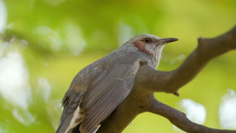 El-Pájaro-Bulbul-De-Orejas-Marrones-Canta-Posado-En-La-Rama-De-Un-árbol-En-Otoño,-Japón