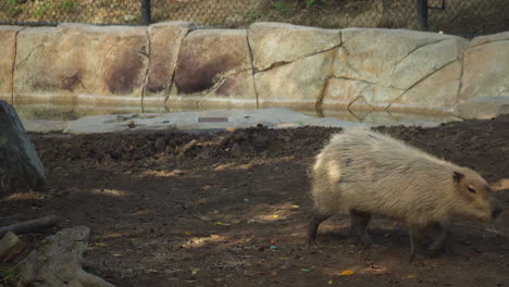 Ein-Capybara-In-Gefangenschaft-Geht-Und-Verlässt-Den-Schuss