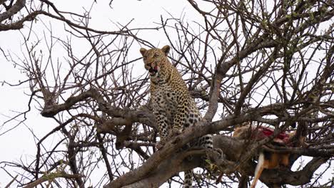 Una-Toma-De-ángulo-Bajo-De-Un-Leopardo-En-Un-árbol-Limpiándose-Después-De-Comerse-Un-Animal-Salvaje