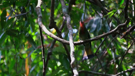 Seen-chirping-and-wagging-its-tail-calling-for-its-mate,-Red-bearded-Bee-eater-Nyctyornis-amictus,-Thailand