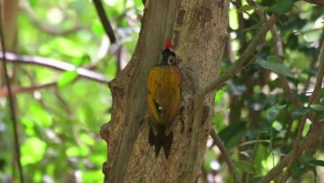 Seen-busy-pecking-for-food-while-the-camera-zooms-out,-Common-Flameback-Dinopium-javanense,-Male,-Thailand