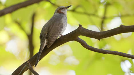 Pájaro-Bulbul-De-Orejas-Marrones-Cabeza-Rascada-Con-Pierna-Posada-En-La-Rama-De-Un-árbol-En-Otoño-Primer-Plano-De-Corea-Del-Sur