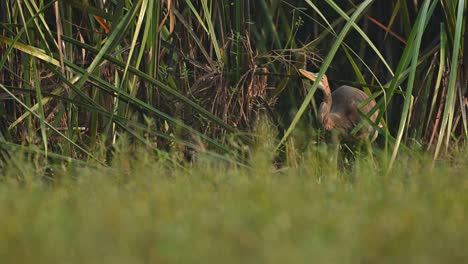 Purple-heron---in-reeds-area-in-Morning