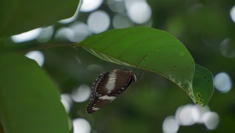 Brown-and-white-pattern-butterfly-on-the-green-leaves---neptis-hylas
