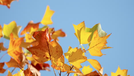 Gelbe-Blätter-Vor-Einem-Klaren-Blauen-Himmel