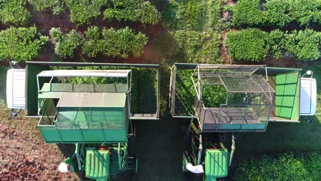 Aerial-view-of-machinery-that-has-just-harvested-green-tea-leaves-and-is-unloading-them-onto-trucks