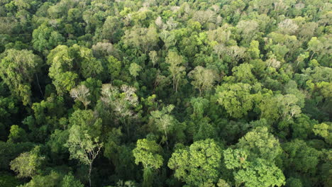 Antena-Sobre-Una-Densa-Selva-Verde-En-Argentina