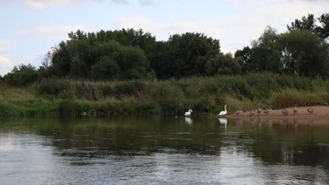 Geese-family-seen-on-river-bank-from-passing-boat-in-Europe