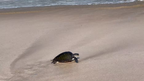 Ocean's-Call:-Sea-Turtle's-Instinctual-Flight-at-Jimbaran-Beach,-Bali