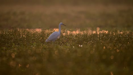 Little-Egret-in-wetland-in-Sunrise