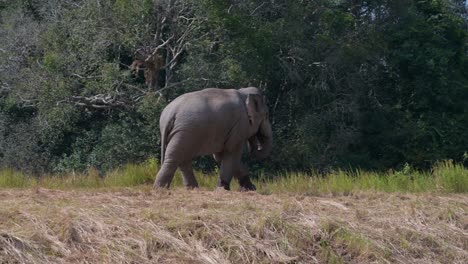 Visto-Moviéndose-Hacia-La-Derecha-Visto-Desde-Fuera-Del-Bosque-Mientras-La-Cámara-Sigue,-Elefante-Indio-Elephas-Maximus-Indicus,-Tailandia