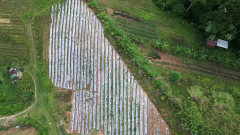 Top-down-view-of-strawberry-farm-rows-in-green-scenery,-Philippines