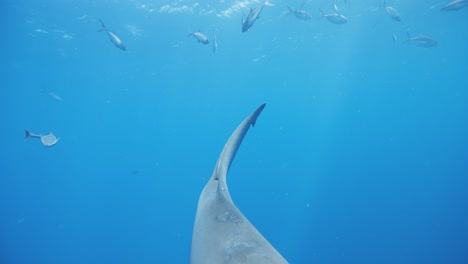Tiburón-Toro-Nadando-De-Frente-Debajo-De-La-Cola