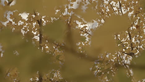Himmelsblick-Auf-Herbstblätter-Auf-Ästen-Mit-Drift,-Um-Einen-Blauen-Himmel-Mit-Wolken-Zu-Offenbaren