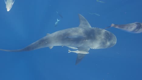 Tiburón-Toro-Nadando-En-Espiral-Tiro-De-Arriba-Hacia-Abajo