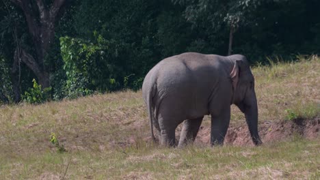 Von-Seinem-Rücken-Aus-Gesehen,-Wenn-Er-Sich-Nach-Rechts-Dreht,-Indischer-Elefant-Elephas-Maximus-Indicus,-Thailand