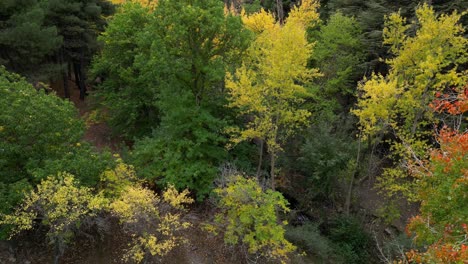 Wald-Im-Herbst
