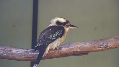 Close-up-shot-of-an-Australia-native-bird-species,-laughing-kookaburra,-dacelo-novaeguineae-perching-and-swinging-on-the-branch