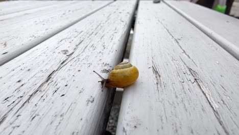 White-lipped-garden-snail-slowly-crawling-on-wooden-garden-table,-macro