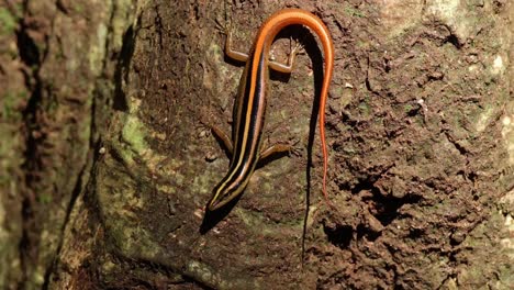 Looking-towards-the-camera-wagging-its-tail-to-attract-attention-and-move-insects-to-show-then-it-moves-down,-Sunda-striped-skink-Lipinia-vittigera,-Thailand