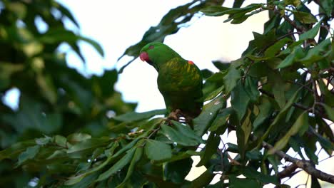 Wild-scaly-breasted-lorikeet,-trichoglossus-chlorolepidotus-with-vibrant-plumage-spotted-perching-on-tree-branch,-curiously-wondering-around-the-environment,-close-up-shot-of-Australian-bird-species