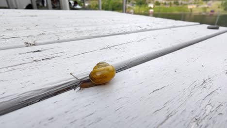 Garden-Snail-Capaea-Hortensis-crawling-towards-camera-on-garden-table,-macro