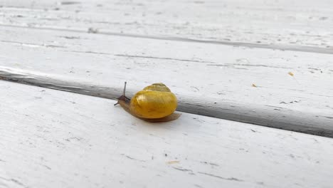 White-Lipped-Snail-Cepaea-Hortensis-crawling-wooden-garden-table,-macro