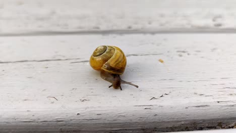 white-lipped-snail-Cepaea-hortensis-crawling-towards-camera,-close-up